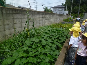 野菜 (19)