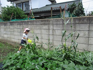 野菜 (20) 野菜 (20)
