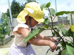 野菜 野菜