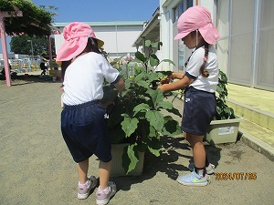 野菜 (6)