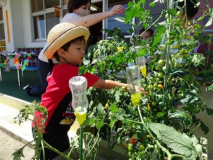 野菜 (2)