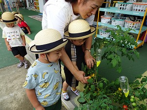野菜 (4) 野菜 (4)