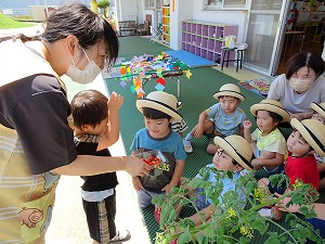 野菜 (3)