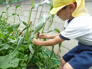 野菜 (15)