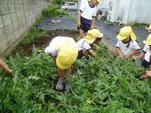 野菜 (14)