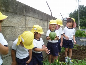 野菜 (13) 野菜 (13)