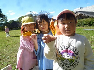 イチョウの葉 イチョウの葉