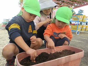球根植え (1)