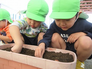 球根植え (2) 球根植え (2)