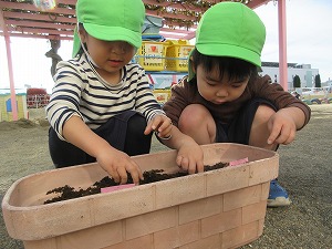 球根植え (3) 球根植え (3)