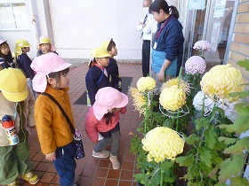 菊の花 菊の花