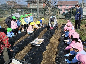 種芋植え (1) 種芋植え (1)