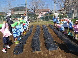 種芋植え (12) 種芋植え (12)