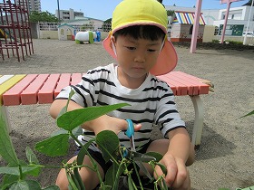 収穫4 収穫4