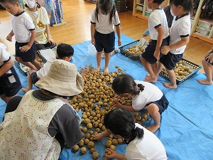 ジャガイモ (12) ジャガイモ (12)