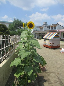 ひまわり ひまわり