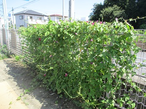 IMG_3083(2) IMG_3083(2)