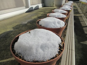 雪 (3) 雪 (3)