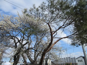 中学生 (4)