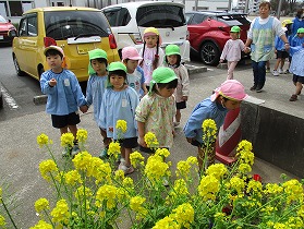 菜の花 菜の花