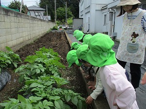 野菜 (1)