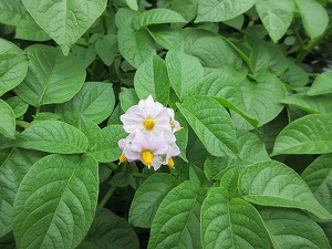 野菜 (2) 野菜 (2)