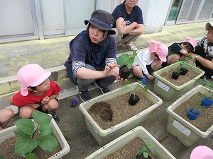 野菜 (12) 野菜 (12)