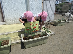 野菜 (14)