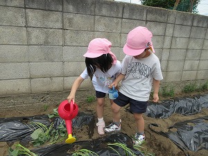 野菜 (13) 野菜 (13)
