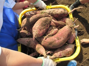 IMG_2240 IMG_2240