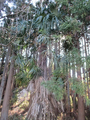 yasinoiki yasinoiki