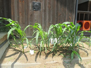 IMG_1636 IMG_1636