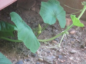 IMG_2100 IMG_2100