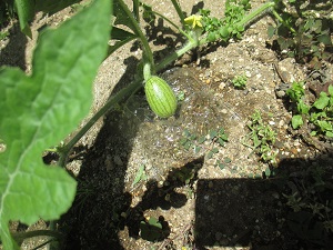 IMG_2101 IMG_2101