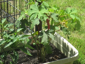 IMG_2108 IMG_2108