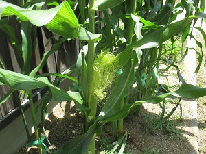 IMG_2109 IMG_2109