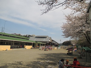 🌸さくらの写真