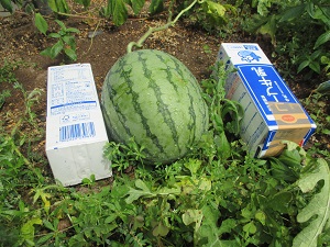 IMG_0231 IMG_0231