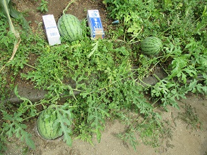 IMG_0230 IMG_0230