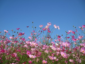IMG_0790 IMG_0790