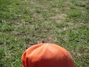 IMG_0795 IMG_0795