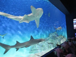 IMG_0025 IMG_0025