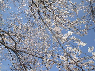 IMG_0106 IMG_0106