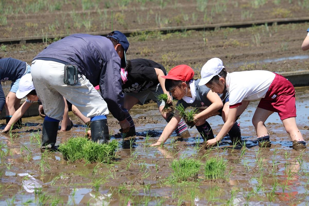 010508田植え (3年うえています 3)