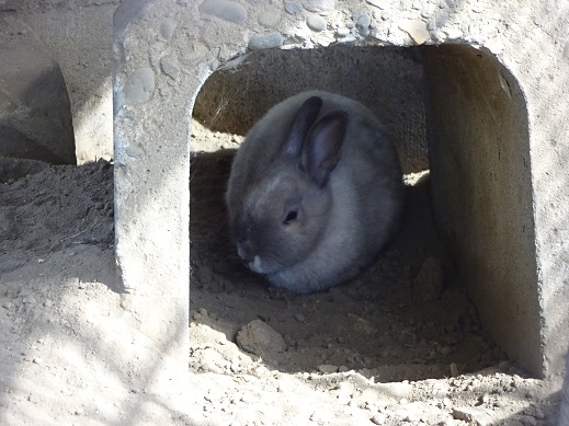010614 新しいウサギ 010614 新しいウサギ