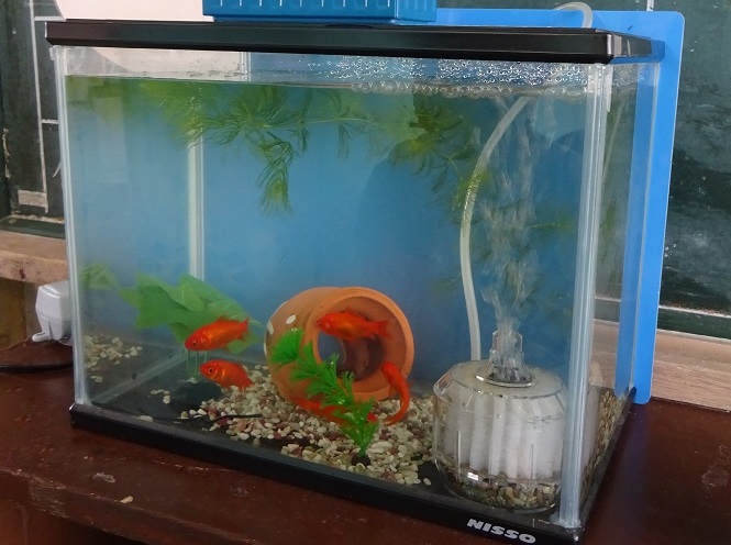 020622 かたくり学級金魚3 020622 かたくり学級金魚3