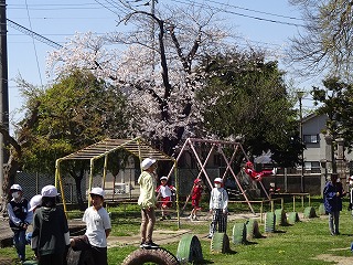 春爛漫 (3)