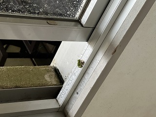 IMG_0070 IMG_0070