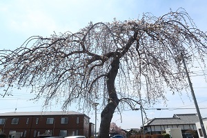 しだれ桜 しだれ桜