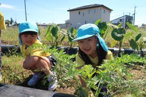 キアゲハの幼虫発見 キアゲハの幼虫発見